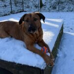 Asielhond Diva liggend in de sneeuw met een bal tussen haar poten, kijkend naar de camera