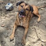 Bruine hond Diva liggend met een bal in het zand