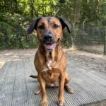 Asielhond Diva die schattig kijkt op het speeltoestel