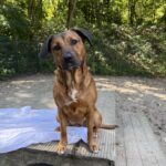 Bruine hond Diva die met haar kop scheef zit op een blok