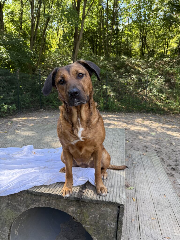 Bruine hond Diva die met haar kop scheef zit op een blok