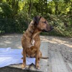 Hond Diva kijkt opzij terwijl zij op het speeltoestel zit