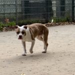 Asielhond Scuba die op het veld rent