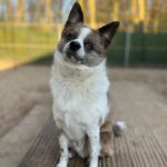 Billie schattig op houten blok zittend
