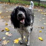 Asielhond Jesko blij kijkend