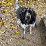 Schapendoes Jesko van boven met herfstblaadjes