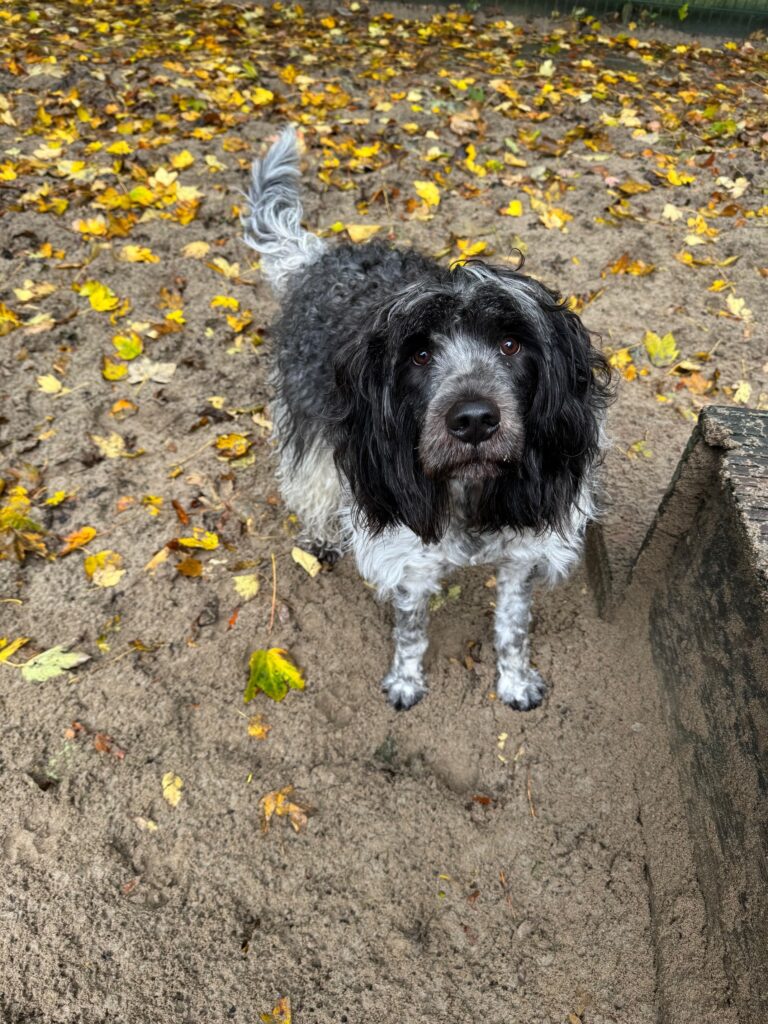 Schapendoes Jesko van boven met herfstblaadjes