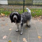 Schapendoes Jesko staand