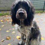 Asielhond Jesko zittend van voor