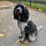 Schapendoes Jesko van de zijkant