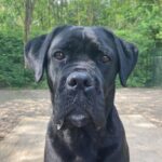 Hond Angel van dichtbij