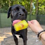 Asielhond Angel in de zomer met een ijsje