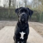 Asielhond Angel zittend op het houten blok