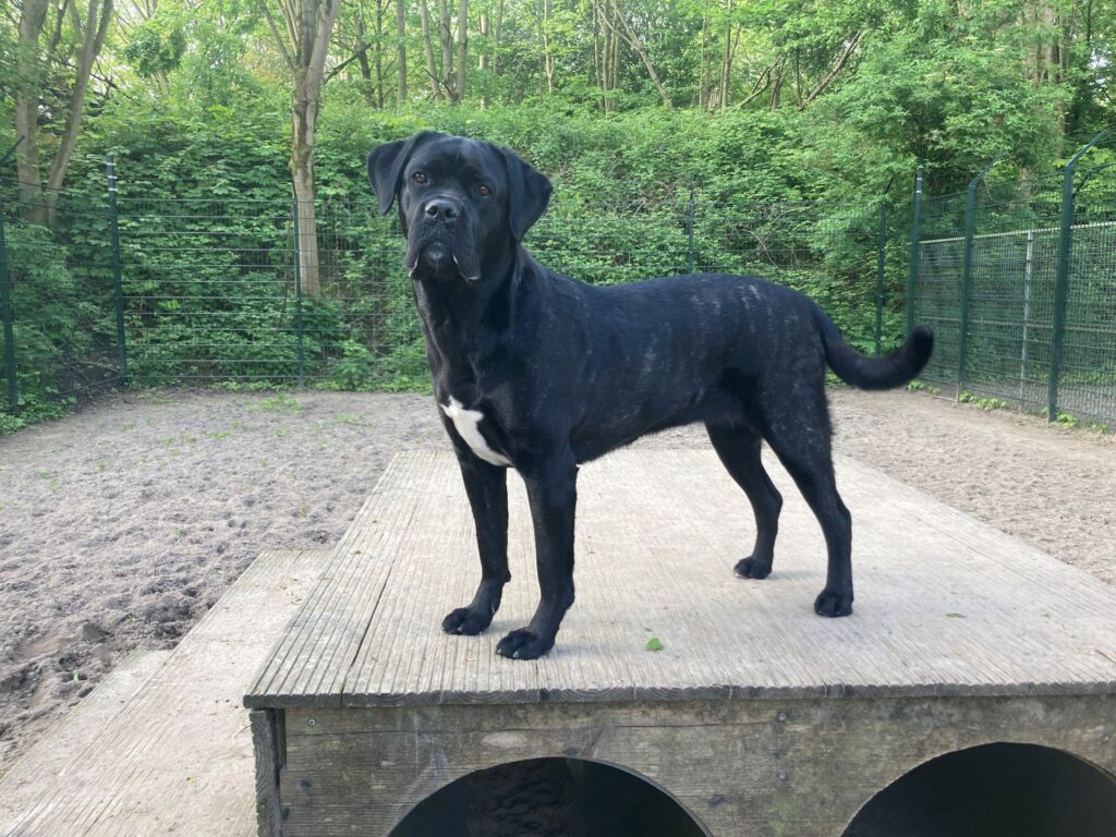 Asielhond Angel staand op het houten blok op het speelveld