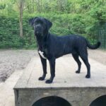 Asielhond Angel staand op het houten blok op het speelveld