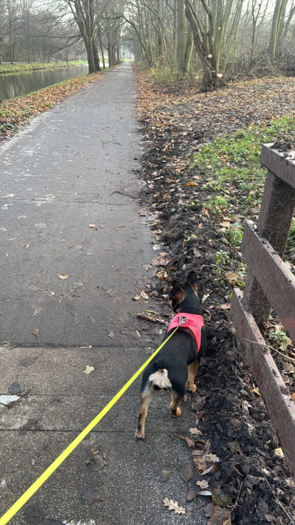 hoe vaak moet je met je hond naar buiten