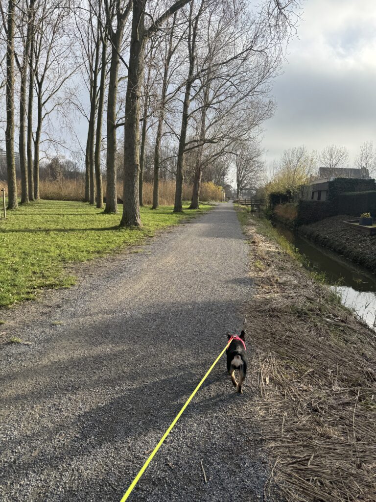 Winter Walk for Animals