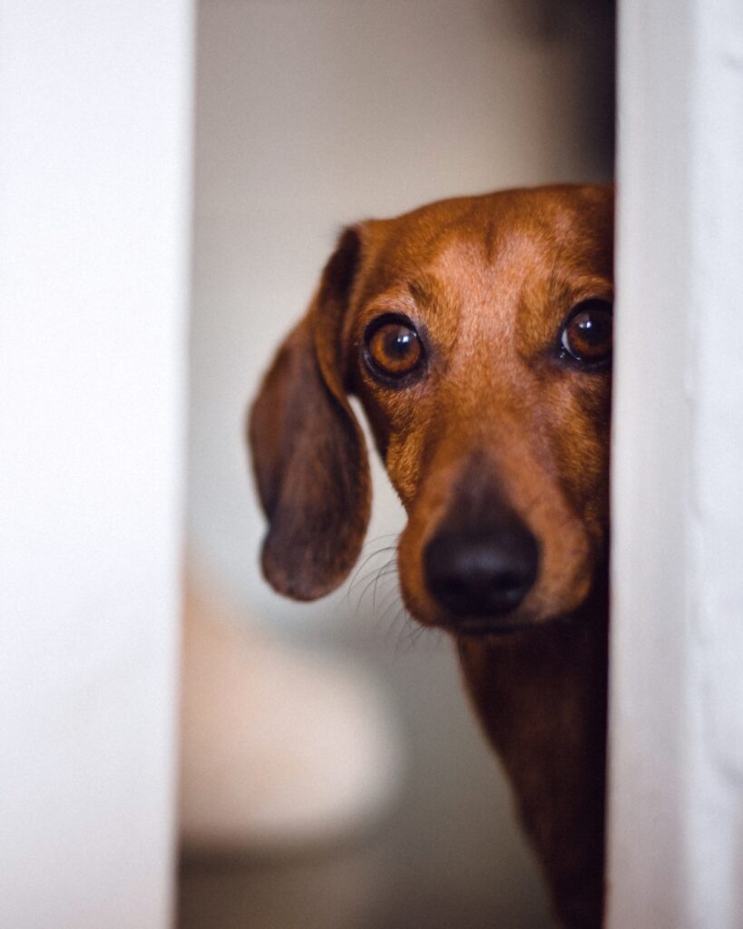 Vuurwerkangst bij honden
