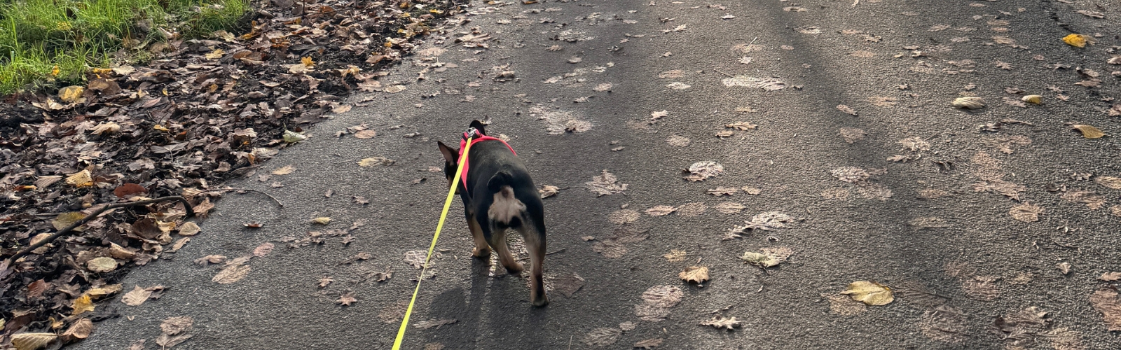 hoe vaak moet je met je hond naar buiten