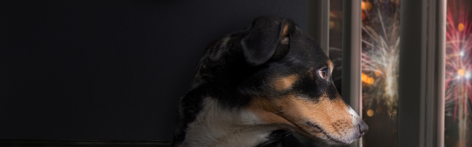 hond en vuurwerk tips