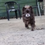 Asielhond Daisy bruine chihuahua van voren naar de camera toe lopend