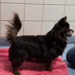 Asielhond Daisy bruine chihuahua staand met staart omhoog vanaf de zijkant gezien