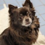 Asielhond Daisy portret foto, met kop mooi in beeld