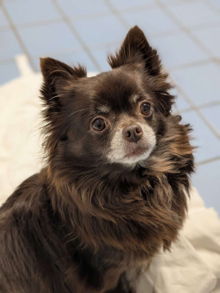 Asielhond Daisy portret foto, met kop mooi in beeld