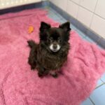 Asielhond Daisy zittend op een roze kleedje met oren naar voren