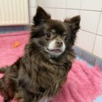 Asielhond Daisy bruine chihuahua zittend kop een beetje schuin