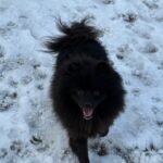 Keesje blij in de sneeuw