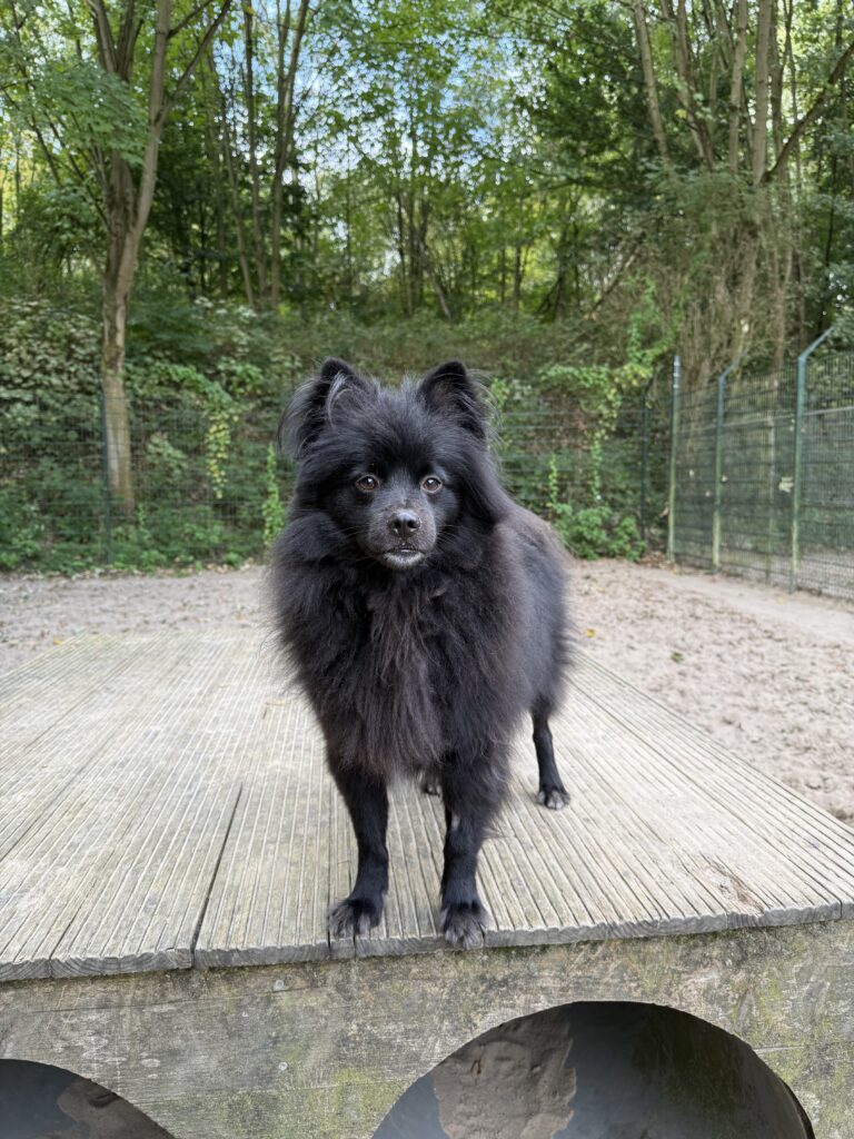 Keesje staand op blok