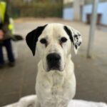 Asielhond Elmo zittend op veld