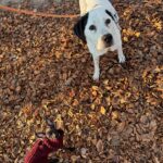 Asielhonden Elmo en Bambi