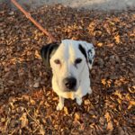 Asielhond Elmo in de bladeren