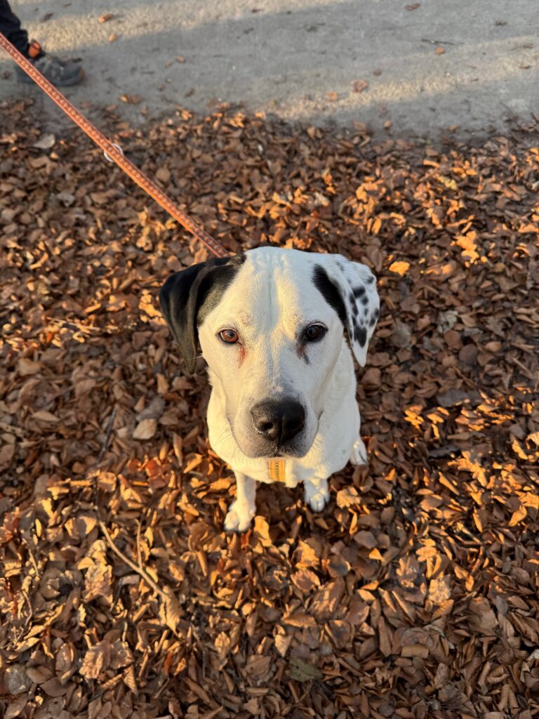 Asielhond Elmo in de bladeren