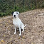 Asielhond Elmo zittend op het veld