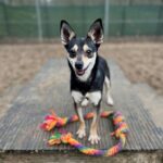 Asielhond Lieke staand op het blok met een flostouw