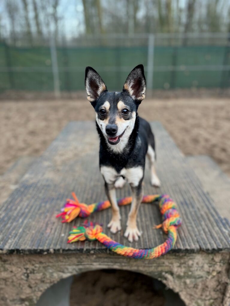 Asielhond Lieke staand op het blok met een flostouw