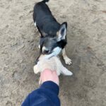 Asielhond Lieke spelend op het veld