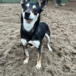 Asielhond Lieke staand op veld