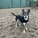 Asielhond Lieke staand met oortjes naar voor op het veld