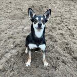 Asielhond Lieke zittend op het veld