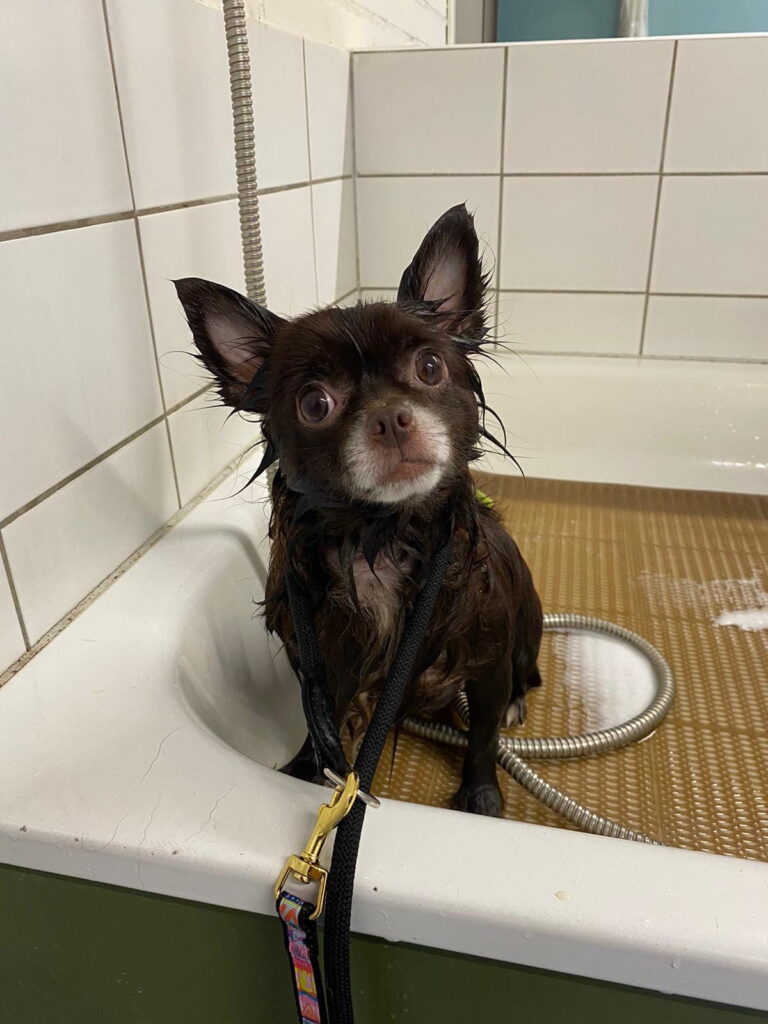 hond of kat wassen en borstelen