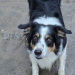 Asielhond Corazon met zijn hoofd goed in beeld en zijn oren opzij.