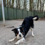 Asielhond Corazon spelboog kijkend in de camera