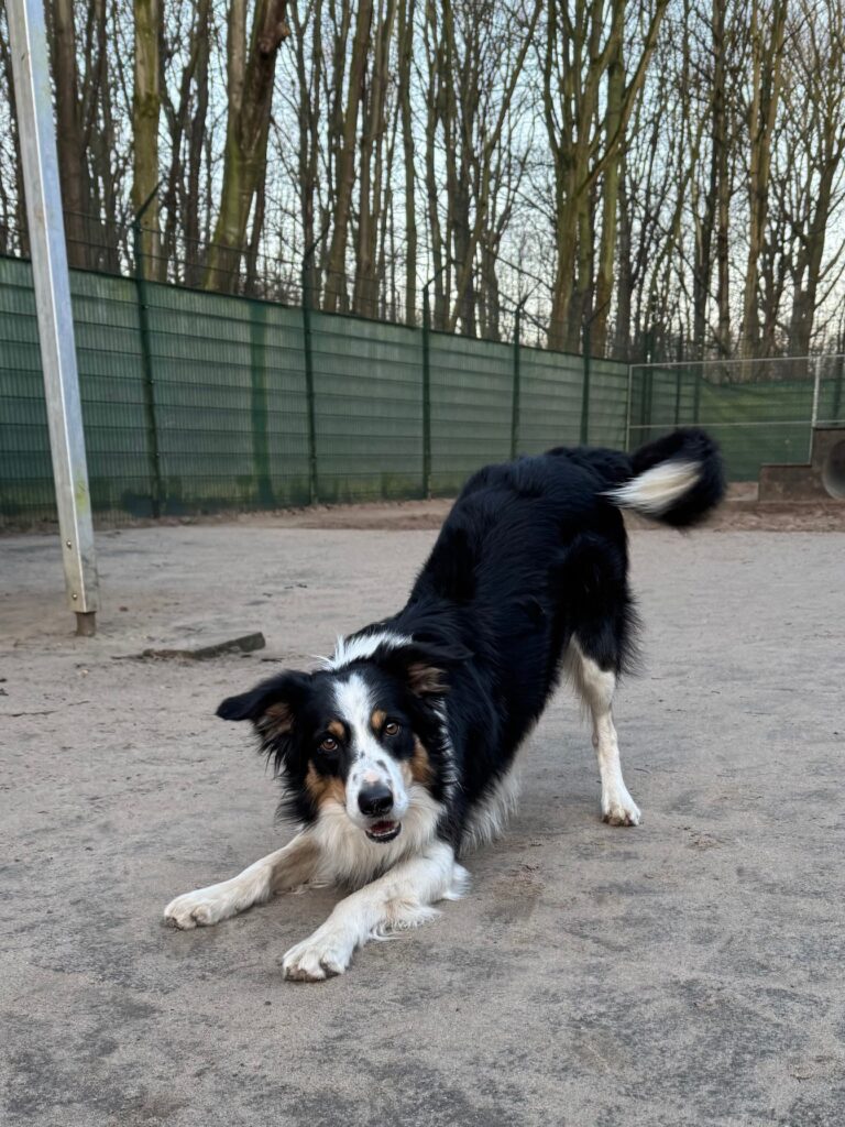 Asielhond Corazon spelboog kijkend in de camera