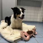 hond ligt op deken op de grond