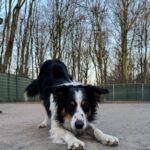 Asielhond Corazon spelboog