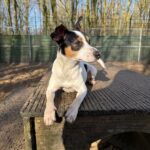 Asielhond Sjaak liggend op het houten blok